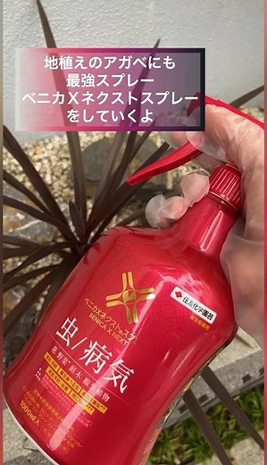 日陰の地植えアガベにも最強スプレーベニカＸネクストスプレーしていくよ