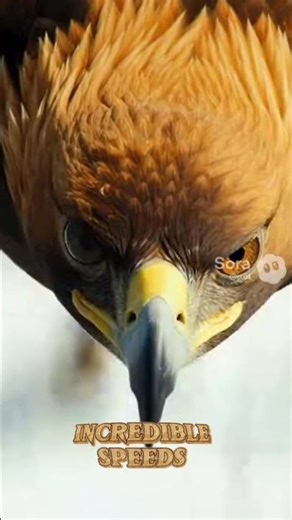 Top 5 Fastest Animals in the World (You Won’t Believe #1)