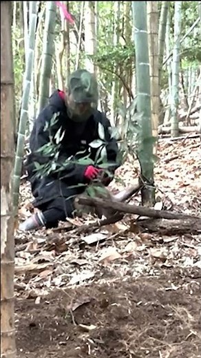 ショート版 イノシシと正面から対峙!鼻くくりで生け捕りにして罠を外すまで【イノシシ24頭目・2025年1月21日】 #くくり罠