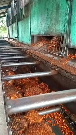 Di pabrik kelapa sawit (PKS),pintu loading ramp diatur dengan sistem hidrolik yang memungkinkan operator untuk membuka dan menutup hopper loading ramp dengan mudah untuk mengeluarkan dan memindahkan TBS. • • #Fyp_Jangkauan #Fyp_Tayangan #Fbpro #Monetisasi | Ruliadi Saragih