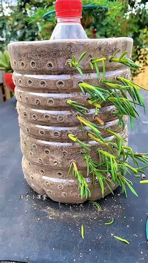 From Cuttings to Blooming Portulaca Bonsai 🌸 | Viral Garden Hack