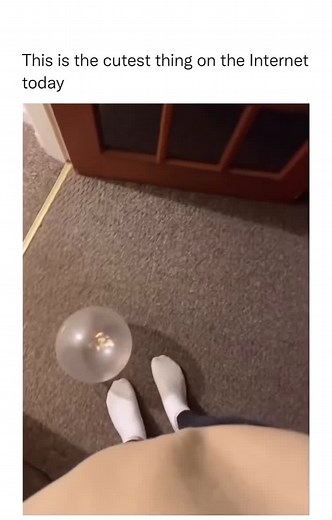 Cat :D #ball #cat #cute #fypシ #playball⚾️ #smile