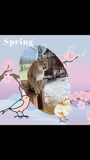 Puma Bird - what versatile voices they have. #cattaleswildlifecenter #puma #wildliferescue #chirp | Cat Tales Wildlife