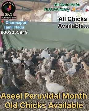 Aseel Peruvidai month-old chicks are available at Sky Poultry Farm. Contact: 9003355849