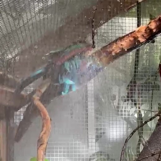 22 reactions · 3 comments | 列 Rainbow made a rainbow!  Our clever...