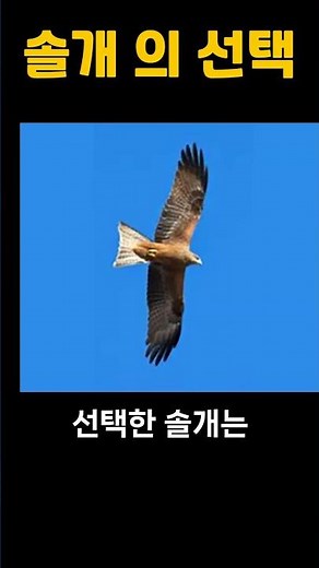 솔개의선택. #정법톡톡, #정법, #명상, #교육, #인성교육, #솔개, #솔개의선택,