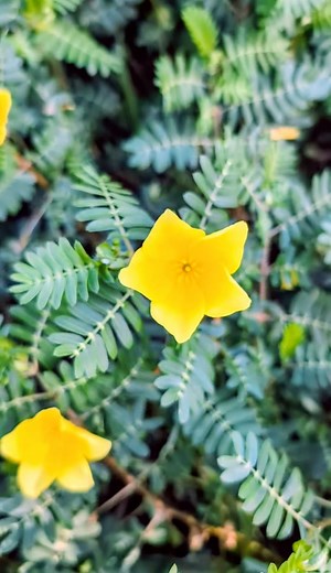 Bioactive Compounds 101: Puncture Vine | The Weeds and Seeds Guy