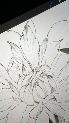 drawing process of clematis flower tattoo design #tattooartist #artist #artistsoftiktok #draw #drawingtutorial