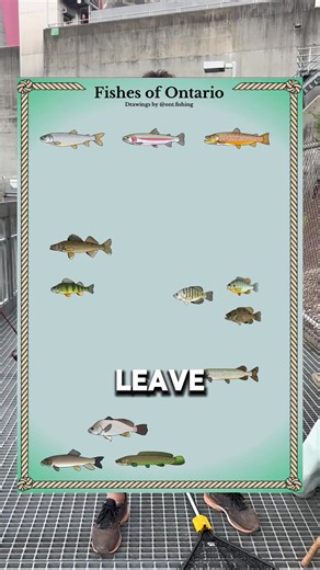 Catching every fish my bro draws pt 11 Freshwater Drum #fishing #fish #fishingvideos #fishingtiktoks #fishtok #DrumLife | Jlang Fishing