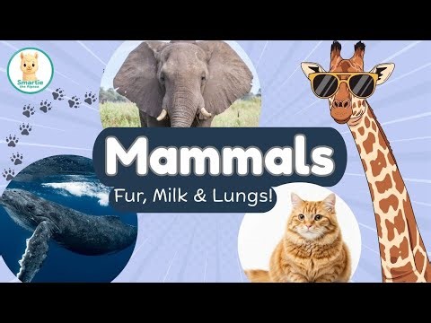 What Are Mammals? 🐾 Fur, Milk & Lungs Explained for Kids | Animal Classification