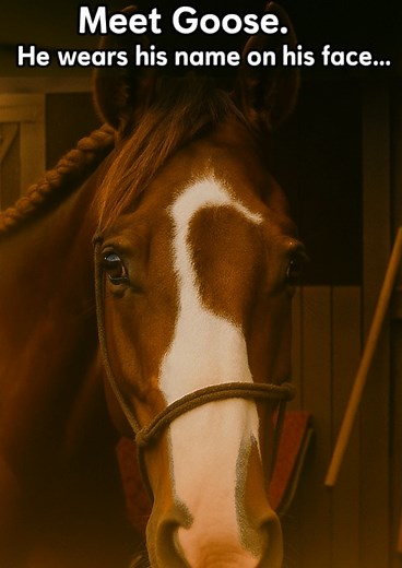 Meet Goose! :-) | Horse Sense