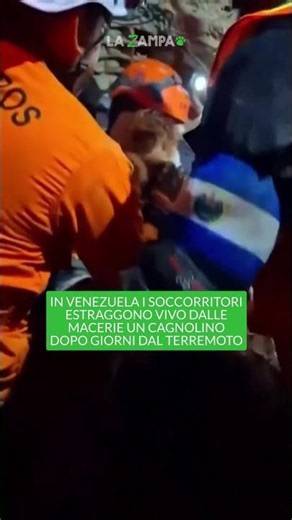DOG pulled out alive from the rubble days after the EARTHQUAKE in VENEZUELA