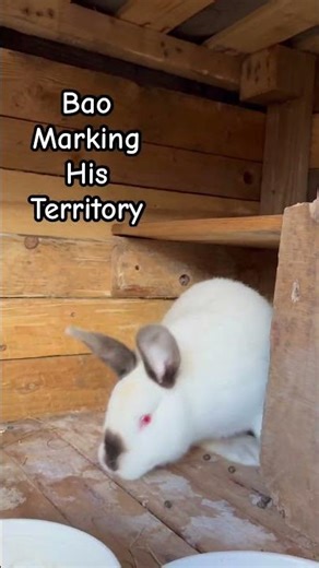 Rabbit Bao Marking His Territory. #bunny