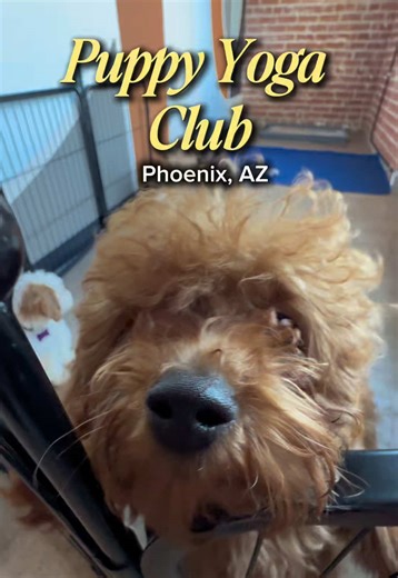 Puppy Yoga: A Joyful Experience with Adorable Goldendoodles