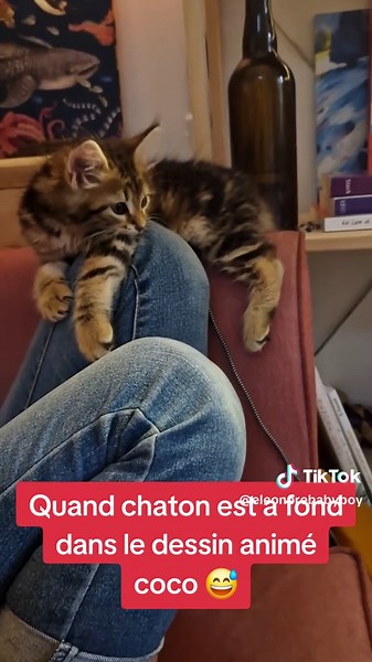 Chaton devant coco 🤣 #chaton #coco #dessinanime #animauxdecompagnie #calin #catsfriends