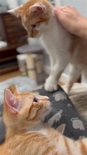 2.8K views · 298 reactions | Last night of cuddles with our muse’s kittens. And yes of course we miss them but have to tell you that watching people fall in love with our fosters makes our hearts soar! That they’ve gotten to see their silliness, their shenanigans, their loud purrs, their loving cuddles. Getting to share all that with them, with you all, is what we hope too makes all the difference. | Sophia L’Orange Kitten Rescue | Facebook