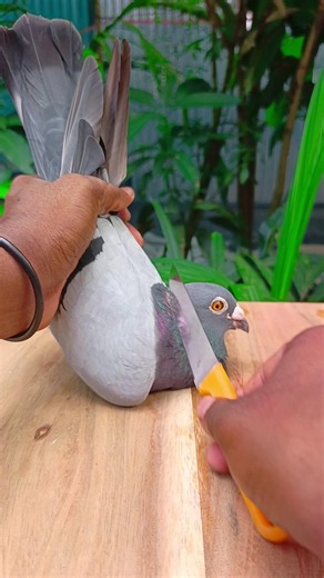 kabutor treatmen supravit m 171||#birds #shots #pigeon #kabutar #pigeontreatment