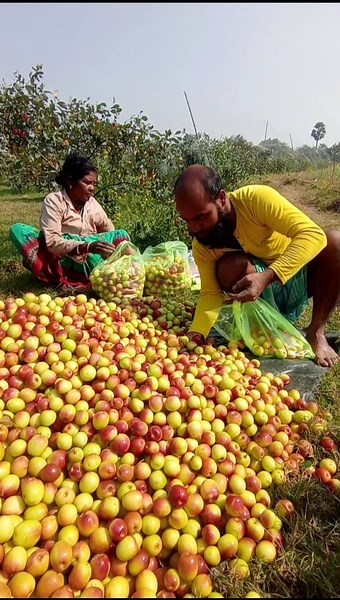🍎 Sweet Apple Ber Harvest | Direct from Farm to Market #shorts
