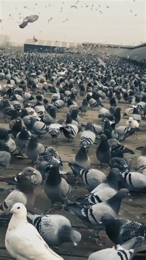 Merpati dan dara termasuk dalam famili Columbidae atau burung berparuh merpati dari ordo Columbiformes,[1] yang mencakup sekitar 300 spesies burung kerabat pekicau. Dalam percakapan umum, istilah