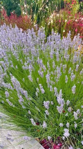 How to propagate lavender from stem cuttings