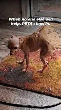 Why PETA Provides End-of-Life Care for Animals