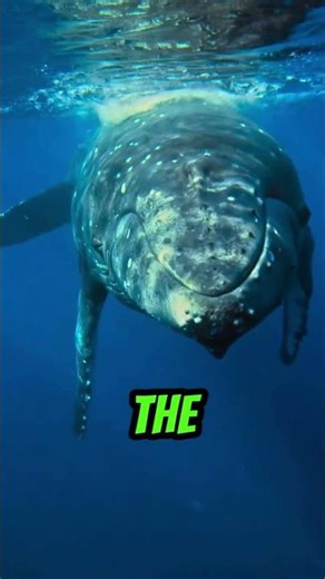 Whale Belly Fun Fact #funfacts #whales