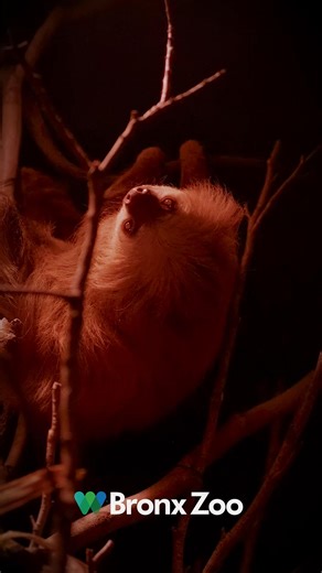 Bronx Zoo on Reels | Facebook