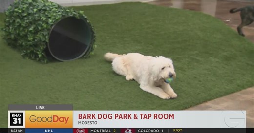 Bark Dog Park and Taproom in Modesto