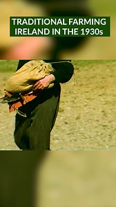 88K views · 938 reactions | Traditional Farming in 1930s Ireland. Sowing seed with a corn fiddle and rolling the field with a pair of horses pulling a roller | Videos of Irish Farming Life | Facebook