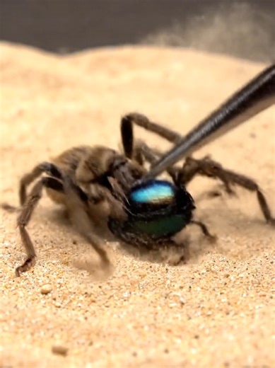 spider vs insect hunting moments #tiktokshopmothersday #spider #naturevideo #hunting #USA