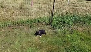 16K views · 1K reactions | 8 Weeks Old Boston Terrier Puppies having Fun together! :) | Boston Terrier World | Facebook