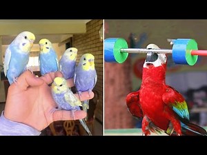Smart And Funny Parrots Parrot Talking Videos Compilation (2024) - Cute Birds #48