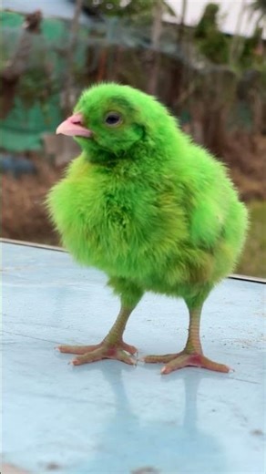 COLOR CHICKS: Kolor Chicks Chirping | MURGI CHICKS