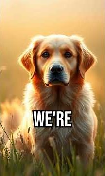 What Dogs Want You to Know About the Rainbow Bridge