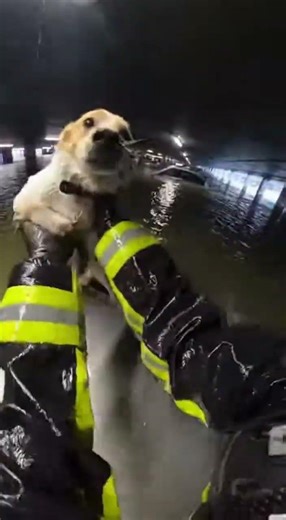 Dog Saved From Flooded Parking Garage!