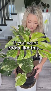 🌱 Are you a LECA lover?! LECA stands for Lightweight Expanded Clay Aggregate and is used in hydroponics in place of soil. These cute little clay pebbles work by soaking up water from the bottom of a vessel using capillary action to water the roots of your plant! There’s a whole host of reasons why growing in LECA is awesome, but I’ll tell you the most compelling to me: 🦟 NO FUNGUS GNATS ! When you have as many plants as I do, battling fungus gnats (which lay their eggs in moist, organic matter