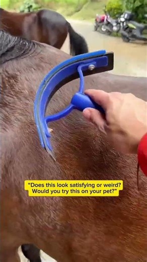 Satisfying Horse Grooming Tool You Need to See! 🐎✨ #Shorts