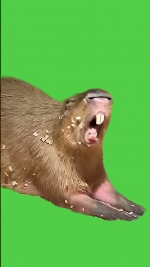 Capybara Scream | Green Screen #capybara #scream #funny #memes #greenscreen