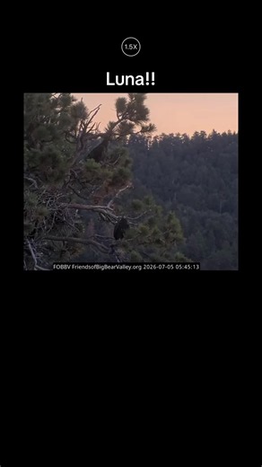 Luna Exploring Big Bear: Morning Adventure Highlights
