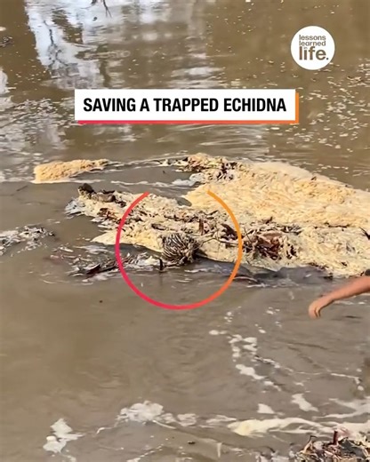 444K views · 1.6K reactions | Saving a trapped Echidna | Lessons Learned In Life | Facebook