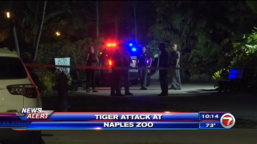 Tiger fatally shot after biting arm of man near enclosure - WSVN 7News | Miami News, Weather, Sports | Fort Lauderdale
