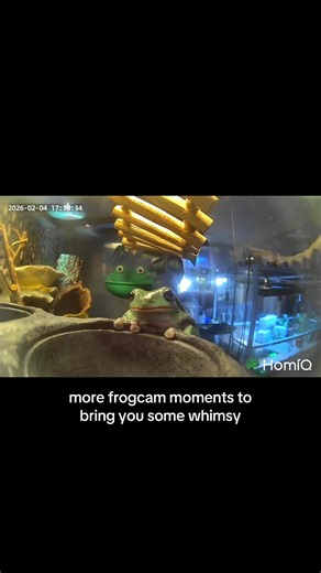 i love it i love it i love it #frog#pets | frog