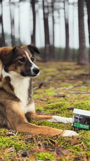 Bella | Shepherd dog | Trening | Tresura | Psi Hotel | on Instagram: "Gdy kończy się motywacja, pojawia się dyscyplina. A za nią tempo, tempo i tempo. Nie było łatwo to wypracować, ale dziś to nasza codzienność. Niezależnie jaka pogoda, tam pies, ja i natura. Za tym idzie zdrowie i lepsze samopoczucie. Przy tak dużym obciążeniu treningowym od roku wspieram mojego psa suplementami Flex Forte od @easy_vet_group na mocne stawy. Bella uwielbia te funkcjonalne smaczki, a ja mam pewność, że dbam o jej