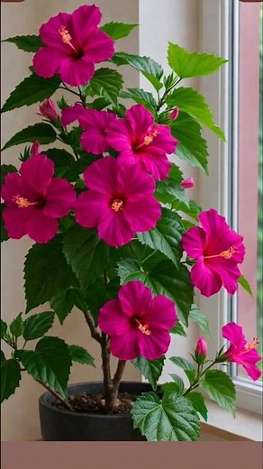 🌺 How to Repot a Hibiscus Plant at Home Step by Step | Complete Beginner's Guide #shorts
