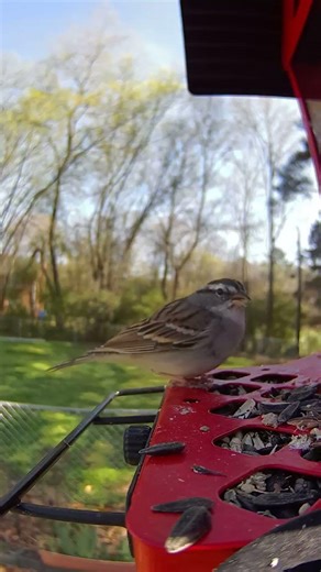 Chipping Sparrow #birds