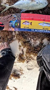 Captura que sabe a gloria luego de ser comido por los mosquitos 😮‍💨 #mightysnook #pescamexico #pescadeportiva #AnglerMafiaYucatan | Mighty Snook Jigs