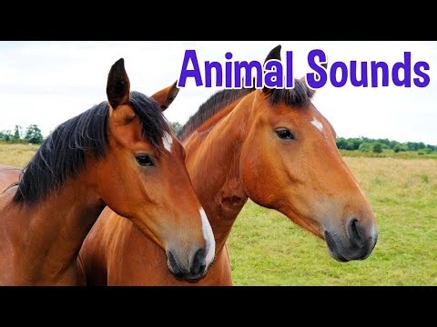 50+ Animal Names and Sounds 🦁 | Animals for Kids