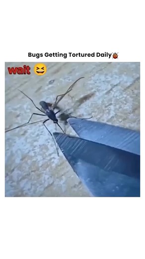 Bugs Getting Tortured 🪲 on Instagram: "When That Uninvited Guest Gets Exactly What It Deserves 🔥🪲 It invaded the wrong space at the wrong time. Now it's facing the consequences of crossing the line into human territory. 💥 The discovery: Spotted crawling where it shouldn't be. 💥 The decision: No mercy for home invaders. 💥 The method: Creative justice for the tiny intruder. 💥 The result: One less pest to worry about. The truth? Some creatures just aren't welcome in our spaces. When they cro