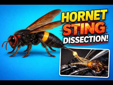 Dissection of the Greater Banded Hornet (Vespa tropica) Sting Apparatus