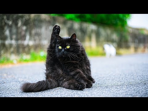 The Ultimate Outdoor Fun - Black Norwegian Forest Cat